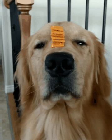 a dog with a stack of cheez-its on his snout