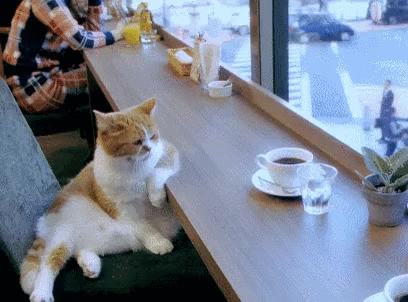 cat coffee.gif