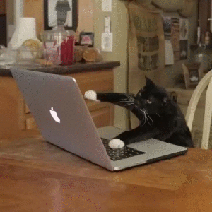 a black cat with white paws types frantically at a keyboard