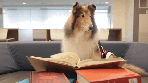 dog-reading